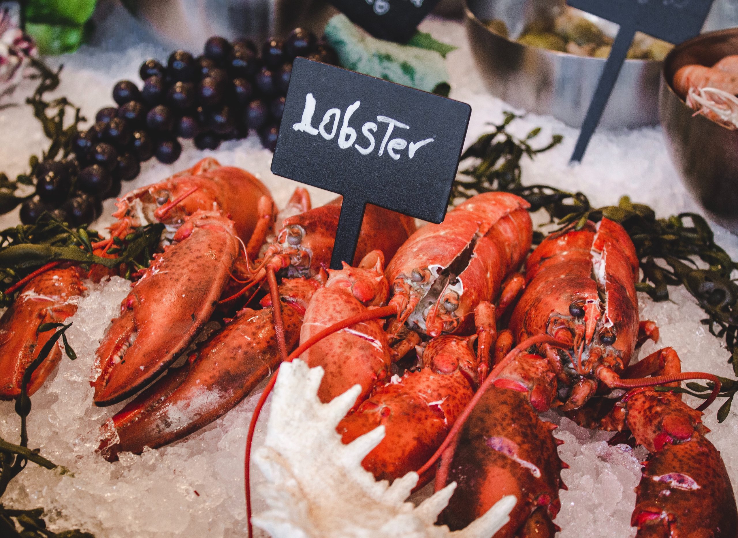 Lobster Display